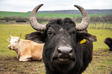 Bubalus bubalis water buffalo in Hungary