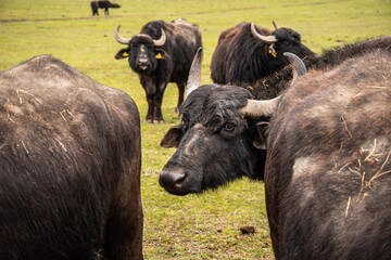Bubalus bubalis water buffalo in Hungary