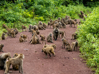 Lake Manyara, Tanzania, Africa - March 2, 2020: Baboons along side of road