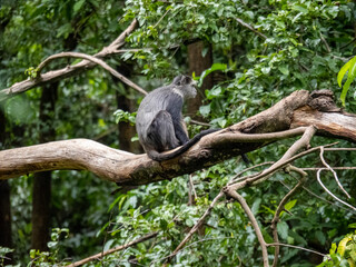 Lake Maynara, Tanzania, Africa - March 2, 2020: Blue Monkey sitting on Tree Branch