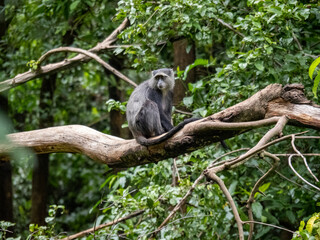 Lake Maynara, Tanzania, Africa - March 2, 2020: Blue Monkey sitting on Tree Branch