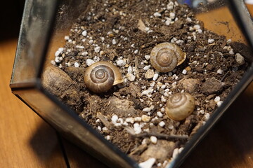 Snail shells in the terrarium