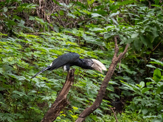 Lake Manyara, Tanzania, Africa - March 2, 2020: silver cheeked hornbill on branch