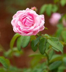pink rose in garden