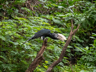 Lake Manyara, Tanzania, Africa - March 2, 2020: silver cheeked hornbill on branch