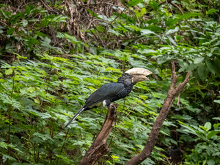 Lake Manyara, Tanzania, Africa - March 2, 2020: silver cheeked hornbill on branch © Elise