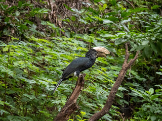 Lake Manyara, Tanzania, Africa - March 2, 2020: silver cheeked hornbill on branch