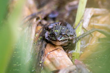 Big green toad or green frog with water addiction warming up in sun as amphibian water animal in the wetlands with camouflage in biotope croaking in a lake or pond swimming as wild aquatic species