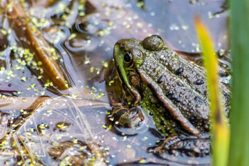 Big green toad or green frog with water addiction warming up in sun as amphibian water animal in the wetlands with camouflage in biotope croaking in a lake or pond swimming as wild aquatic species
