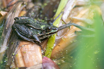 Big green toad or green frog with water addiction warming up in sun as amphibian water animal in the wetlands with camouflage in biotope croaking in a lake or pond swimming as wild aquatic species