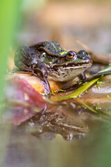 Big green toad or green frog with water reflection warming up in sun as amphibian water animal in the wetlands with camouflage in biotope croaking in a lake or pond swimming as wild aquatic species