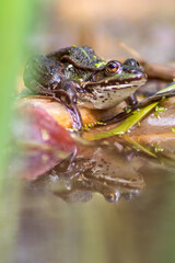 Big green toad or green frog with water reflection warming up in sun as amphibian water animal in the wetlands with camouflage in biotope croaking in a lake or pond swimming as wild aquatic species