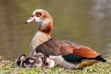 Egyptian goose family with cute little fledglings and sweet biddies as sleeping children resting in the sun on the shore of park lake with parental care as beautiful postcard motif and relaxing scene