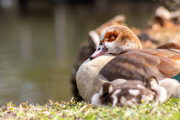 Obraz premium Egyptian goose family with cute little fledglings and sweet biddies as sleeping children resting in the sun on the shore of park lake with parental care as beautiful postcard motif and relaxing scene