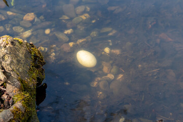 Big white egg of a water bird fallen in a lake or pond as lost egg or Easter egg shows breeding and hatching of youngsters and brooding at the shoreline or in wetlands like incubating in wilderness