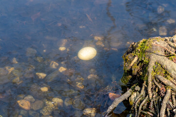 Big white egg of a water bird fallen in a lake or pond as lost egg or Easter egg shows breeding and hatching of youngsters and brooding at the shoreline or in wetlands like incubating in wilderness