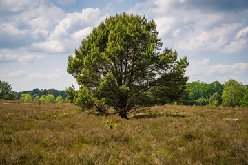 Fototapeta na wymiar Landscape in the Lueneburg Heath near Niederhaverbeck, Lower Saxony, Germany