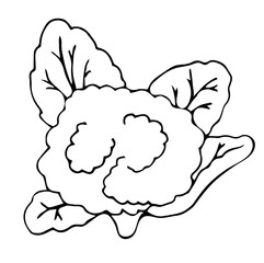 Contour doodle image of cauliflower. Vector illustration of a vegetable. Summer season