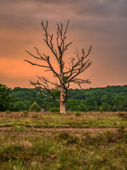 Naklejka na ściany i meble Evening in the Lueneburg Heath with a dead tree and dramatic clouds after a thunderstorm near Niederhaverbeck, Lower Saxony, Germany