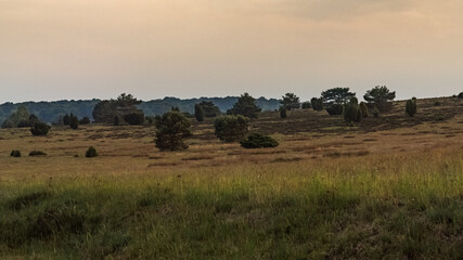 Fototapeta na wymiar Evening in the Lueneburg Heath near Niederhaverbeck, Lower Saxony, Germany