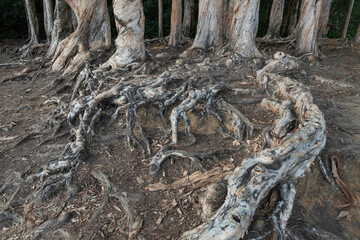 Closeup view of root of banyan tree in forest