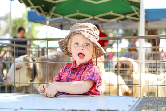Excited little boy at county fair looking at farm animals in competition