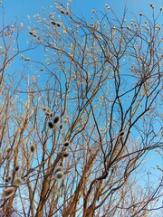 Bare Branches of Willow, sallows and osiers with Fluffy Buds