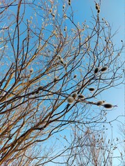 Bare Branches of Willow, sallows and osiers with Fluffy Buds