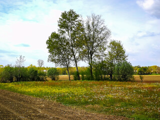 Fototapeta na wymiar Spring background with wildflower field