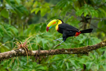 Keel-billed Toucan - Ramphastos sulfuratus, large colorful toucan from Costa Rica forest with very colored beak.