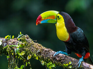 Keel-billed Toucan - Ramphastos sulfuratus, large colorful toucan from Costa Rica forest with very colored beak.