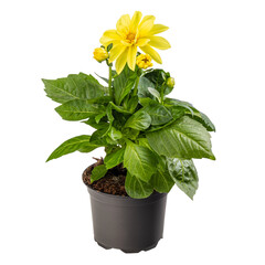 Dahlia the perfect garden plant