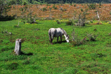 Naklejka premium Horses on Parque Nacional Tierra del Fuego, Ushuaia, Argentina