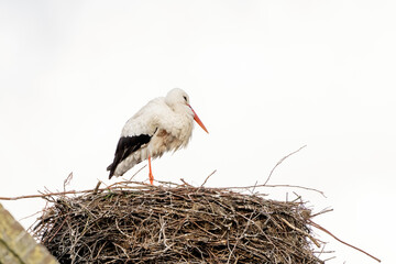 A stork stands in its nest on the chimney of a house. copy-space