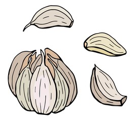 Fototapeta premium Head and clove of garlic. Hand-drawn illustration. White background, isolate. Vector illustration. 