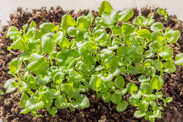 Young flower seedlings of the lobelia flower for planting in the ground and pots.
