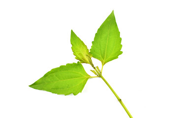 Naklejka na ściany i meble Siam weed leaf
