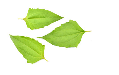 Obraz premium Siam weed leaf