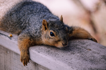 Naklejka na ściany i meble squirrel on a bench