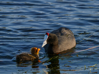 Red-knobbed coot or crested coot, (Fulica cristata) feeding chicks. Garden Route. Western Cape. South Africa