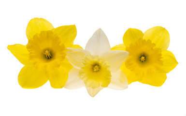 beautiful narcissus flower isolated