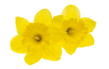 Fototapeta na wymiar beautiful narcissus flower isolated