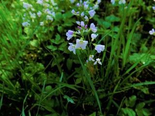 Weiße Blümchen in einer dunklen Szenerie.