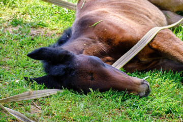 Naklejka premium Horse courtyard in the village. Young foal resting on the grass