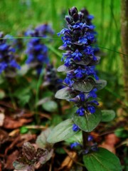 Nahaufnahme einer lila-farbenen Pflanze.