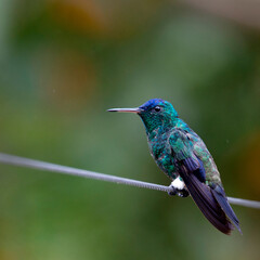 A male Indigo-capped Hummingbird (Amazilia cyanifrons), an endemic bird, near Bogota, Colombia.