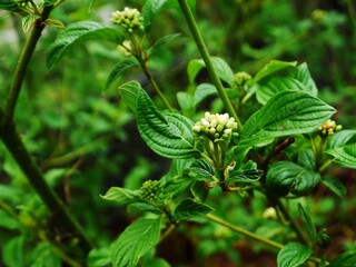 Nahaufnahme der Blüten eines grünen Strauchs.