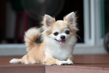 brown chihuahua sitting on floor. small dog in asian house. feeling happy and relax dog. - obrazy, fototapety, plakaty