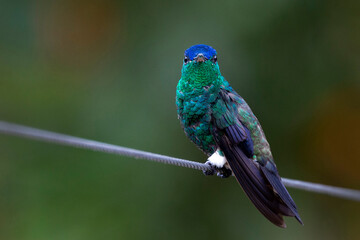 A male Indigo-capped Hummingbird (Amazilia cyanifrons), an endemic bird, near Bogota, Colombia.