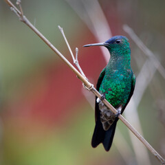 A male Indigo-capped Hummingbird (Amazilia cyanifrons), an endemic bird, near Bogota, Colombia.